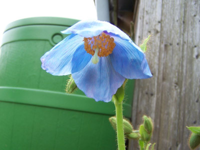 100_1241_Meconopsis_grandis_Blute__800.jpg