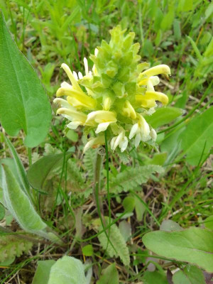 Pedicularis.jpg