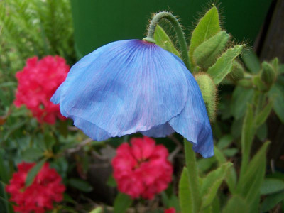 100_1242_Meconopsis_grandis_Kopf__800.jpg