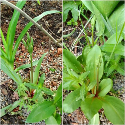 Dodecatheon.jpg