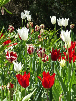 2023-05-08 Tulpen 1.jpg
