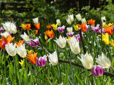 2023-05-08 Tulpen 2.jpg
