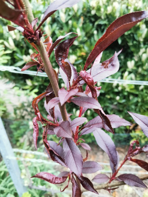 Rubira Taphrina deformans 20230425.jpeg