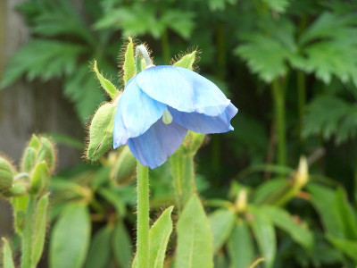 100_1243_Meconopsis_grandis_face___800.jpg