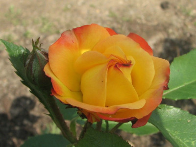 rose_x.JPG