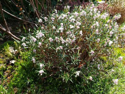 Andromeda polifolia Glauca.jpg