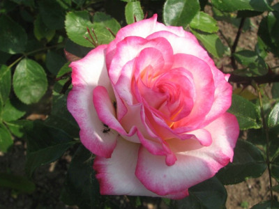 rose_y.JPG
