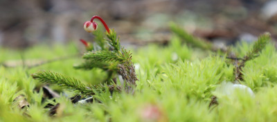 Harrimanella hypnoides.jpg