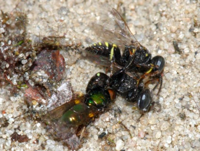 Oxybelus_bipunctatus_-_Fliegenspiesswespe_02a_5mm_Paarung_mit_Fliege_als_Opfer.jpg