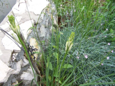 100_1253_Paradisea_liliago_Knospen__500.jpg