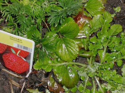 papaver_rhoeas_und_ostara.jpg
