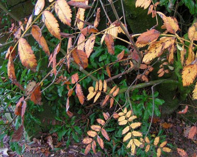 Sorbus_aucuparia_031104.jpg