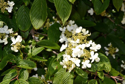 DSC_0066.JPG