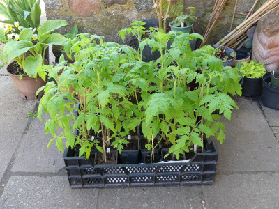 2023-05-09 Tomaten.jpg