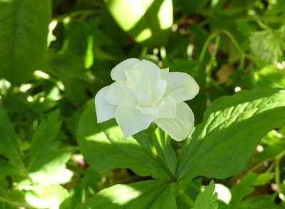 2023-05-09 Trillium grandiflorum 'Flore Pleno' 1.jpg