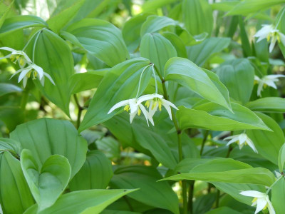 2023-05-09 Disporum smilacina 1.jpg