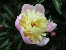 Paeonia--lactiflora.jpg