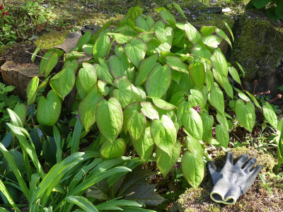 2023-05-09 Epimedium 'Kodai Murasaki' 1.jpg