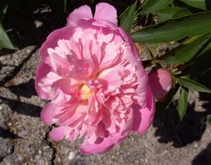 Paeonia_Gagrag2.jpg