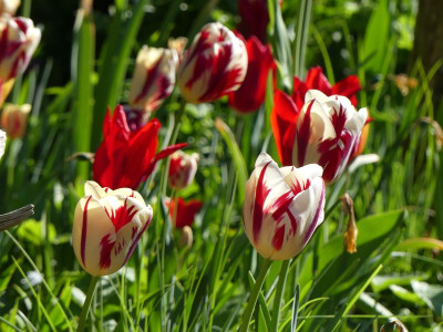2023-05-09 Tulpen 1.jpg