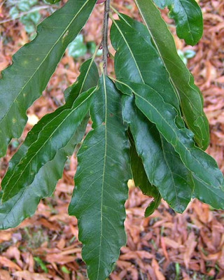 Identifikation_301104.jpg