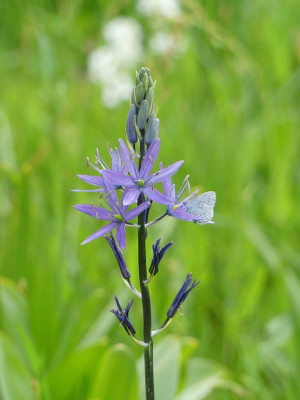 2023-05-10 Camassia Bläuling.jpg