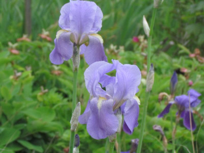 pallida.JPG