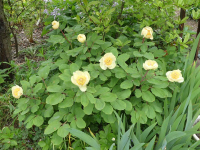 2023-05-10 Paeonia mlokosewitschii 1.jpg