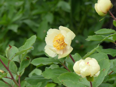2023-05-10 Paeonia mlokosewitschii 2.jpg