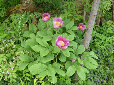 2023-05-10 Paeonia daurica 1.jpg