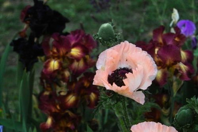 Papaver.vor_Provencal_XS.jpg