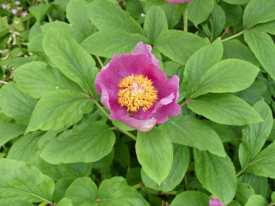 2023-05-10 Paeonia daurica 2.jpg