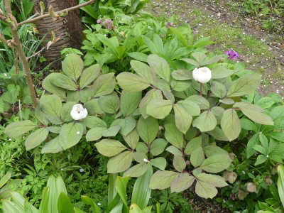 2023-05-10 Paeonia obovatai 1.jpg