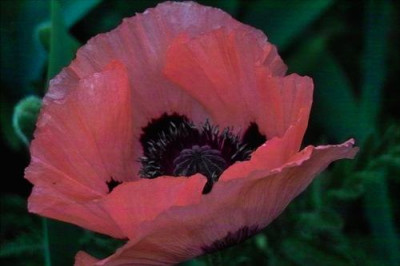 Papaver_Marlene_4_xs.jpg