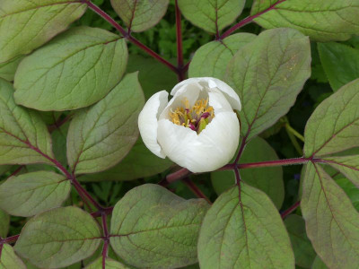 2023-05-10 Paeonia obovata 3.jpg
