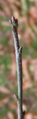 Identifikation_Knospe.jpg