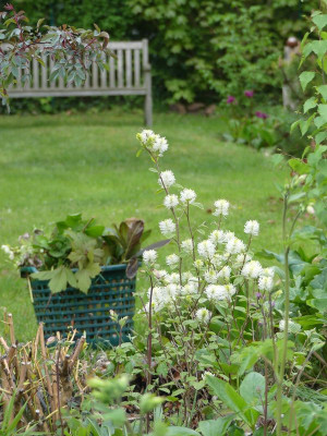 2023-05-10 Fothergilla gardenii 1.jpg