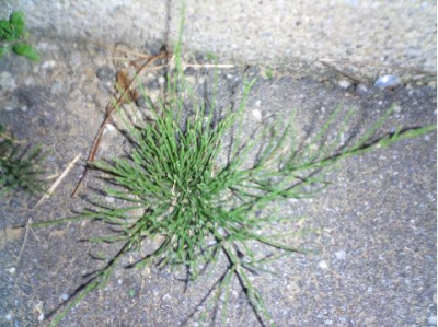 Asphalt-Schachtelhalm.JPG