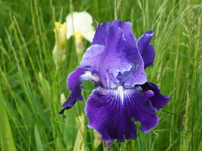 Daughter of Stars 2000 Donald Spoon P5100156.JPG