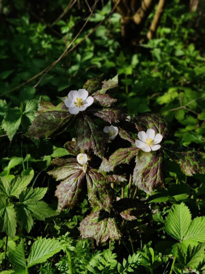IMG_20230510_090709_Bokeh.jpg