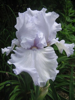Iris_barb._elat._welche_98331.jpg