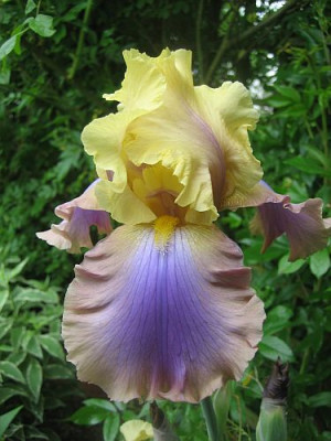 Iris_barb._elat._Triny_98361.jpg