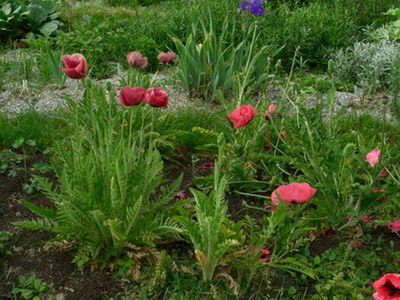 Mohn_mit_Marlene_DSCN2769.jpg