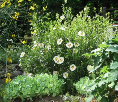cistus_x_dansereaui_Jenkyn_Place.jpg