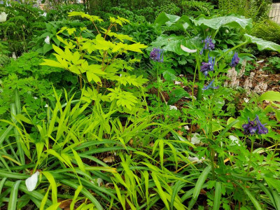 Corydalis Korn's Purple.jpg
