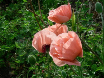 Ballkleid_DSCN2755.jpg