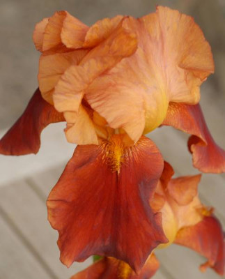 Iris_barbata_elatior_rotbraun-0002-klein.jpg