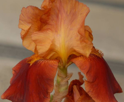Iris_barbata_elatior_rotbraun-0007-klein.jpg
