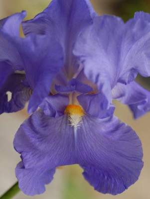 Iris_barbata_elatior_mittelblau-0010-klein.jpg