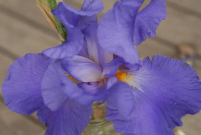 Iris_barbara_elatior_mittelblau-0012-klein.jpg